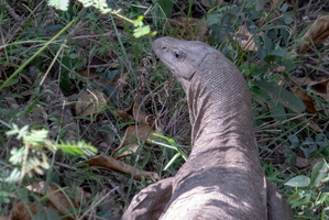 Monitor Lizard  MG 4363