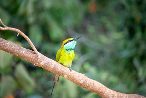 Green Bee Eater MG 4367