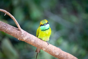 Greem Bee Eater  MG 4368