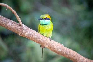 Greem Bee Eater  MG 4369