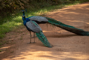 Peacocks  MG 4374