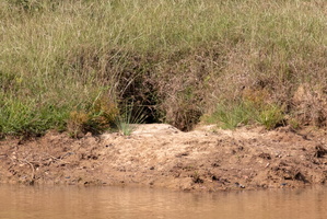 Crocodile Nest  MG 4385