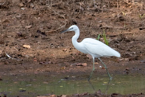 Little Egret  MG 4387