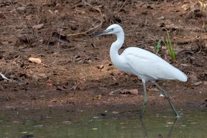 LIttle Egret  MG 4388