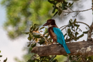 White-throated Kingfisher  MG 4390