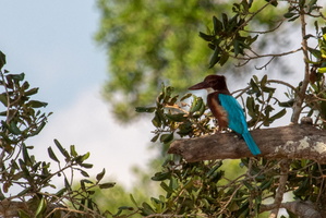 White-throated Kingfisher MG 4391