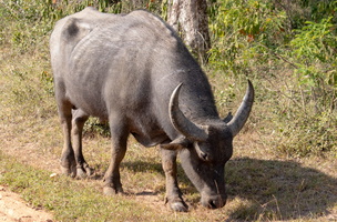 Water Buffalo  MG 4402