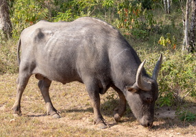 Water Buffalo  MG 4403