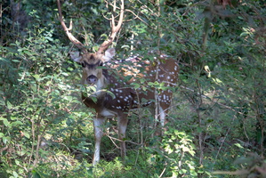 Spotted Deer  MG 4408