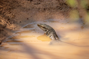 Monitor Lizard  MG 4416