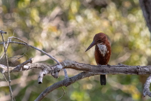  MG 4450.CR2White-throated Kingfisher 