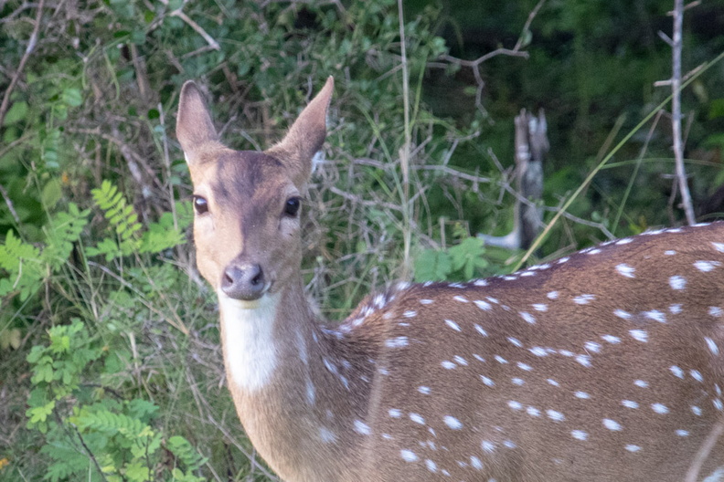 Spotted Deer _MG_4474.jpg