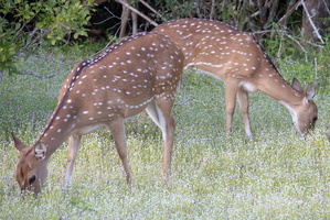 Spotted Deer  MG 4475