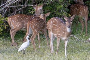 Spotted Deer 