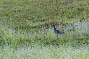 Pacific Golden Plover  MG 4481