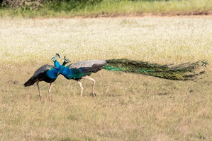 Peacocks MG 4483