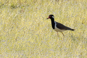 Red-eatt ed Lapwing MG 4492