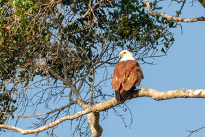 Brahminy Kite  MG 4493