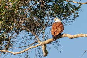 Brahminy Kite  MG 4495