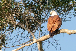 Brahminy Kite  MG 4496