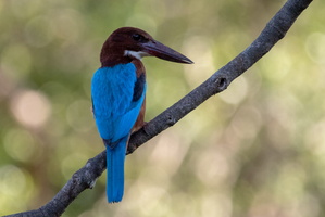 White-throated Kingifisher  MG 4501