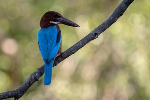 White-throated Kingifisher   MG 4502