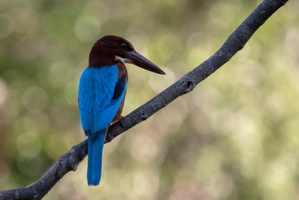 White-throated Kingifisher  MG 4503