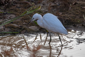 Little Egret  MG 4518