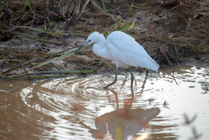 Little Egret  MG 4519