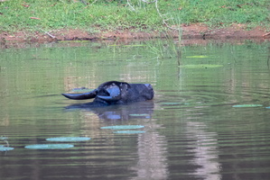 Water Buffalo  MG 4523