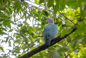 Imperial Pigeon  MG 4667