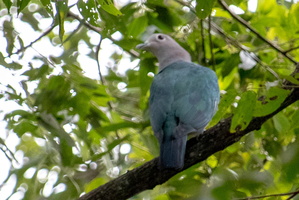 Imperial Pigeon MG 4668