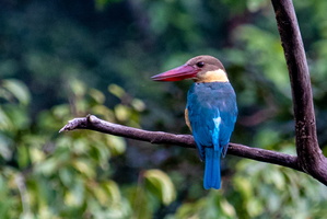 Stork-billed Kingfisher  MG 4760