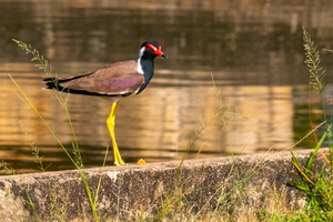 Red-wattled Lapwing  MG 5077