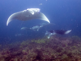 Dive 14 Rangalu Madivaru (Manta Point)