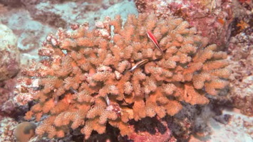 Coral full of fish MVI 0044