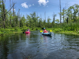 6-22-19 Far North Grest Swamp North