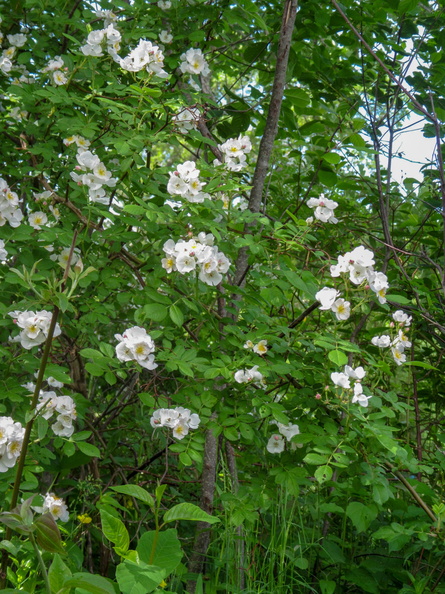 IMG_9242.jpg