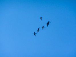 IMG 9892