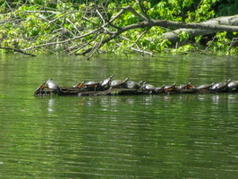 5-11-19 Wappingers Lake