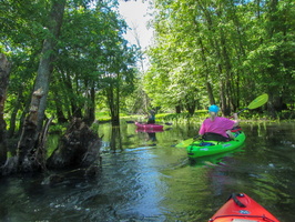 6-15-19 Far South Great Swamp