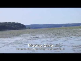 Mating Carp, Hudson River  6-6-14