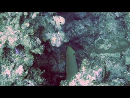 Swimming Green Moray