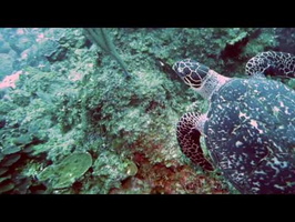 Hawksbill Sea Turtle