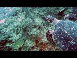 Hawksbill Sea Turtle