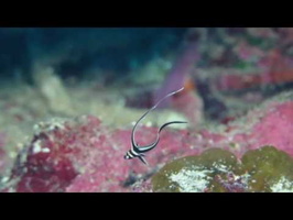 Juvenile Striped Drumfish