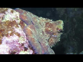 Common Octopus