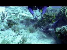 Cancun 2013 - Spotted Moray Eel eats a Lionfish