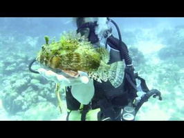 Cancun 2013 - Scorpionfish