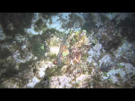 Cancun 2013 - Reef Octopus on Night Dive